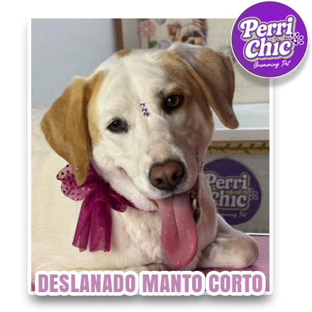 Perro con perfume y accesorio incluido en Perrichic Puente Alto
